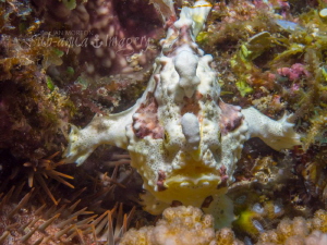 Warty Frogfish Standing at the Ready by Jan Morton 